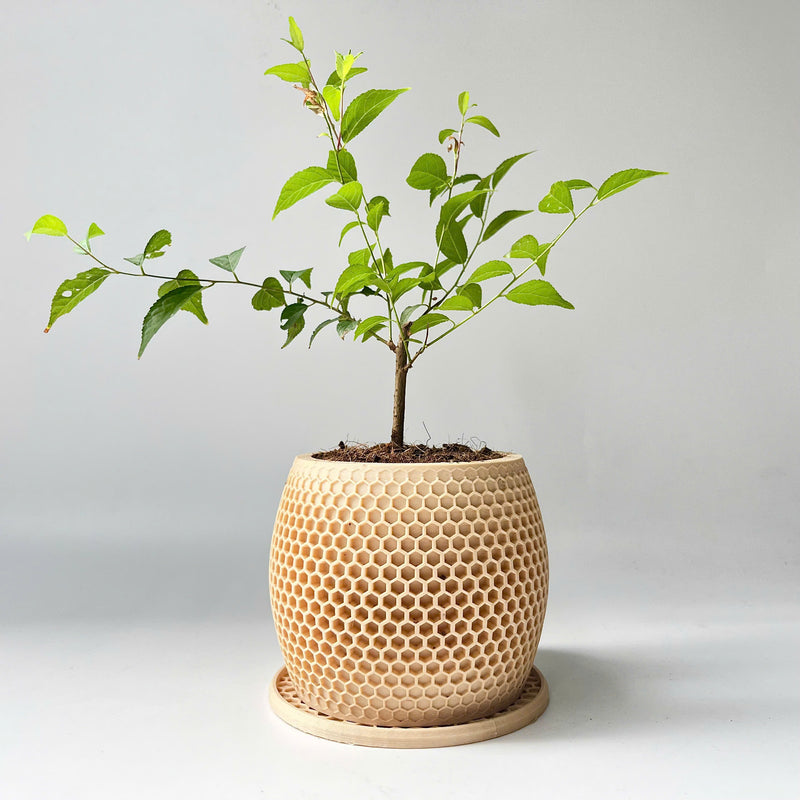 Honeycomb Plant Pot