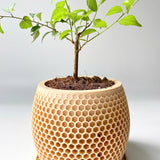Honeycomb Plant Pot