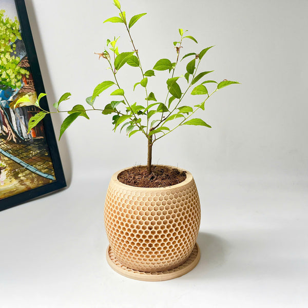 Honeycomb Plant Pot