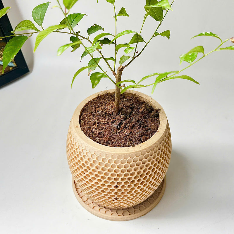 Honeycomb Plant Pot