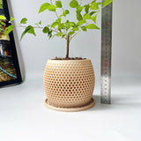 Honeycomb Plant Pot
