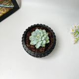 Random 2" Succulent In Tire-Shaped Plant Pot