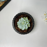Tire-Shaped Plant Pot