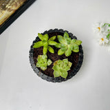 Tire-Shaped Plant Pot