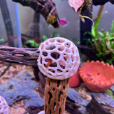 Shrimp Dome Decor Combo – Shrimp Hideout, Moss Holder, Aquarium Safe Plastic Shelter