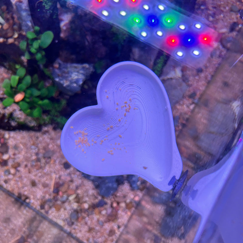 3D Printed Aquarium Feeding Dish - Fish & Shrimp Feeding Tray for Clean and Organized Feeding
