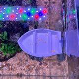 3D Printed Aquarium Feeding Dish - Fish & Shrimp Feeding Tray for Clean and Organized Feeding