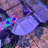 3D Printed Aquarium Feeding Dish - Fish & Shrimp Feeding Tray for Clean and Organized Feeding