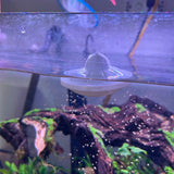 Feed your fish the fun way – with the UFO, Safe Plastic for Aquariums