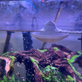 Feed your fish the fun way – with the UFO, Safe Plastic for Aquariums