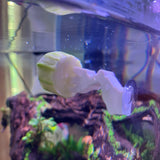 Aquarium Veggie Skewer, Food Holder with Suction Cup (Robot Hand)