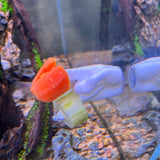 Aquarium Veggie Skewer, Food Holder with Suction Cup (Hand)