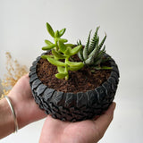 Random 2" Succulent In Tire-Shaped Plant Pot