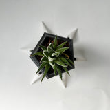 Virus Planter, Pencil Holder Gift, Bacteriophage 3D print Minimalist