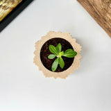 Mini Twisted 3D-Printed Plant Pot – Home Decoration – Safe Plastic