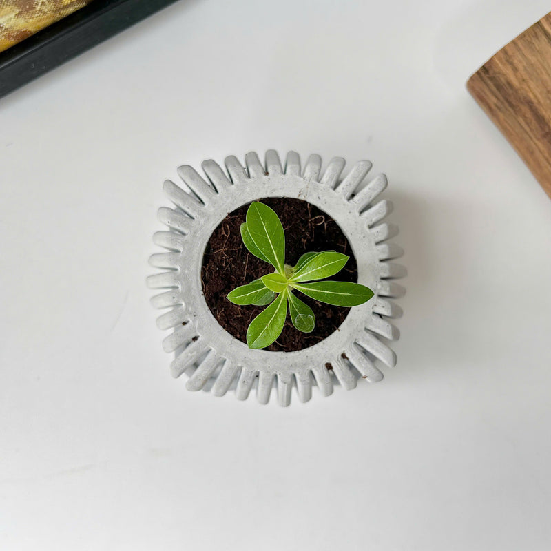 Square-Twisted Plant Pot – Indoor/Outdoor Decor – Durable Material