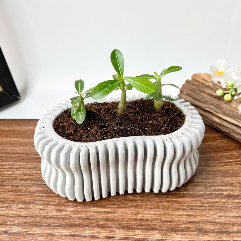 Wavy Plant Pot