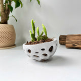 Voronoi Succulent Planter Vase - Artistic decorations