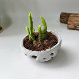 Voronoi Succulent Planter Vase - Artistic decorations