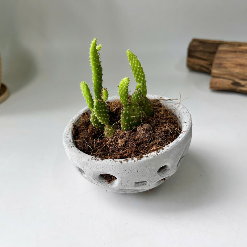 Voronoi Succulent Planter Vase - Artistic decorations