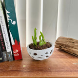Voronoi Succulent Planter Vase - Artistic decorations