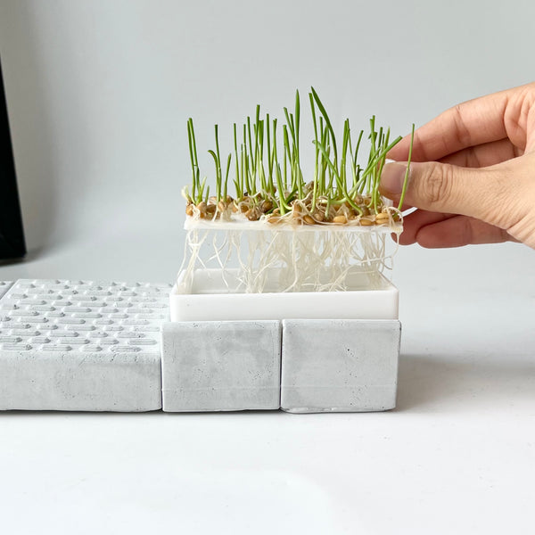 Cat grass pot – Scratching board – A toy that helps your cat relax