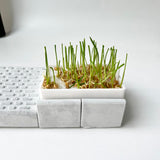 Cat grass pot – Scratching board – A toy that helps your cat relax