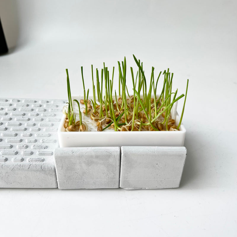 Cat grass pot – Scratching board – A toy that helps your cat relax