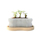Random 2" Succulent In Wavy Plant Pot (plastic drainage tray)