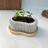 Random 2" Succulent In Wavy Plant Pot (plastic drainage tray)