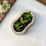 Random 2" Succulent In Wavy Plant Pot (plastic drainage tray)