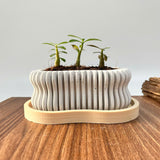 Random 2" Succulent In Wavy Plant Pot (plastic drainage tray)