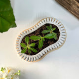 Wavy Plant Pot