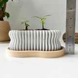 Random 2" Succulent In Wavy Plant Pot (plastic drainage tray)