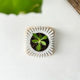 Random 2" Succulent In Square-Twisted Plant Pot (plastic drainage tray)
