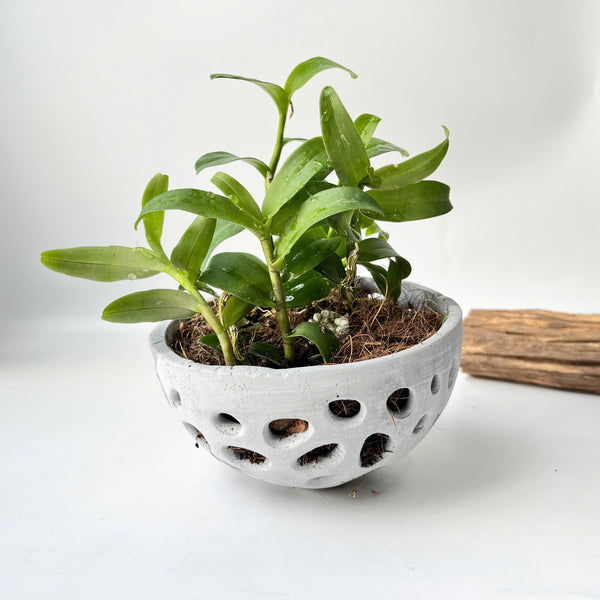 Pot for Orchids