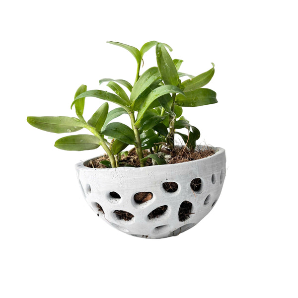 Pot for Orchids