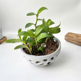 Pot for Orchids