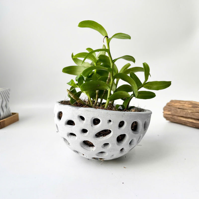 Pot for Orchids