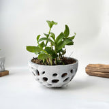 Pot for Orchids