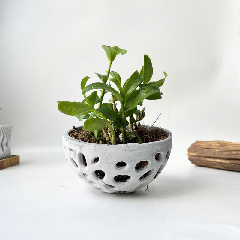 Pot for Orchids