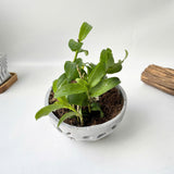 Pot for Orchids