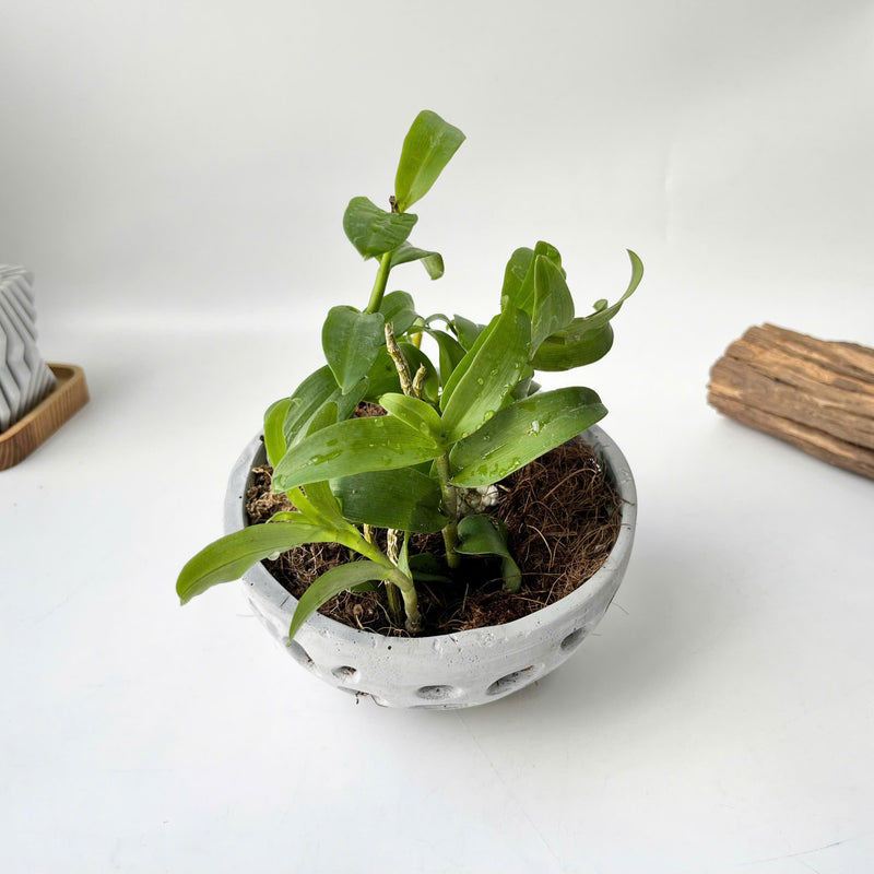Pot for Orchids
