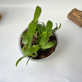 Pot for Orchids (with hanger)