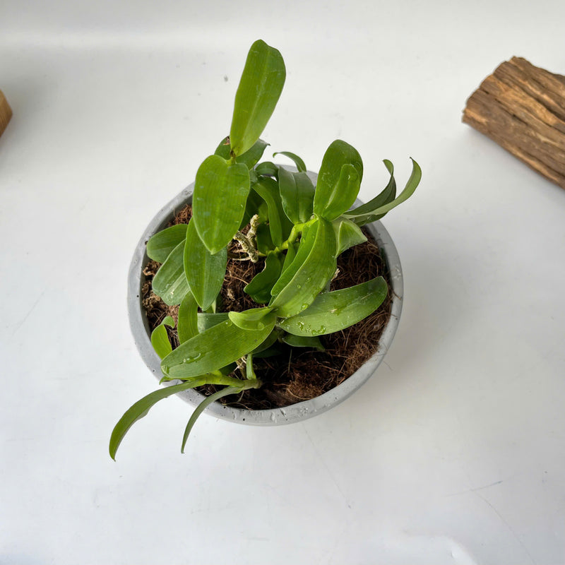 Pot for Orchids (with hanger)