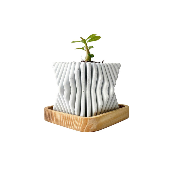 Square-Twisted Plant Pot (wooden drainage tray)