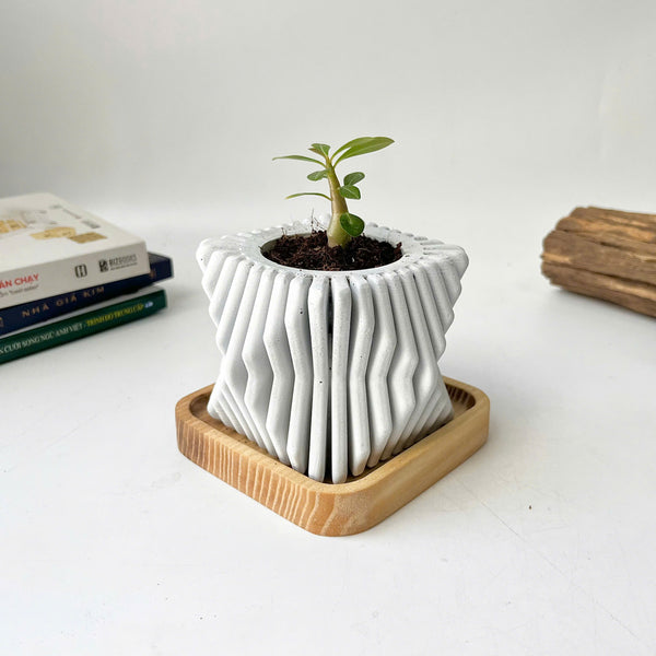 Square-Twisted Plant Pot (wooden drainage tray)