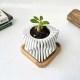 Square-Twisted Plant Pot (wooden drainage tray)