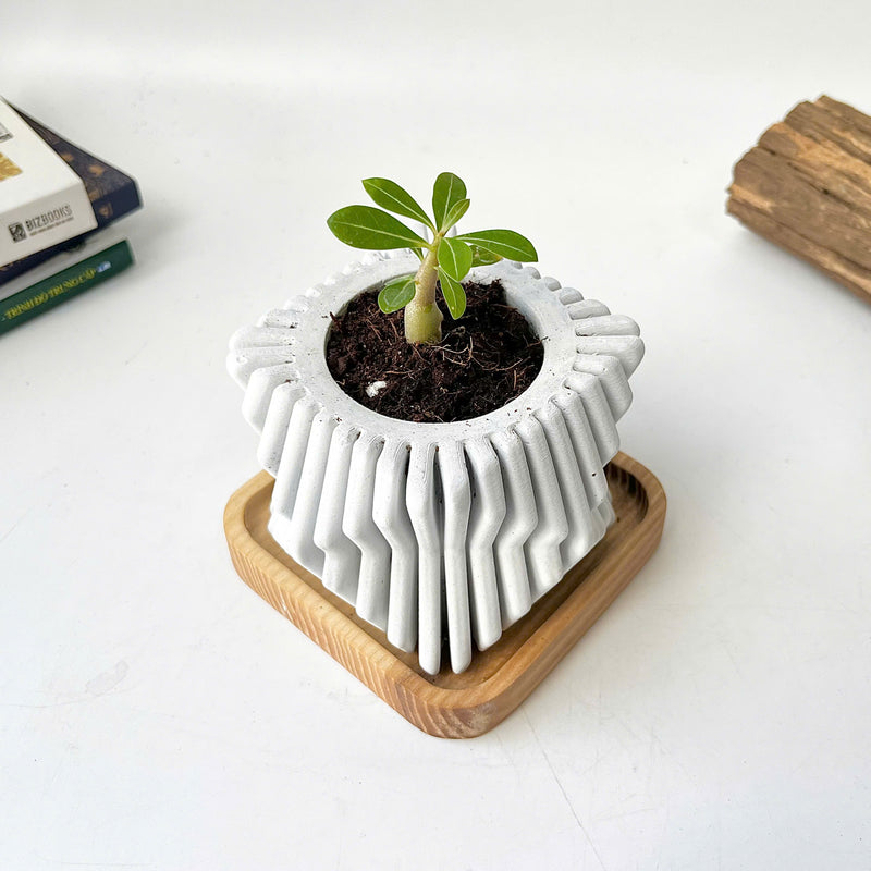 Square-Twisted Plant Pot (wooden drainage tray)