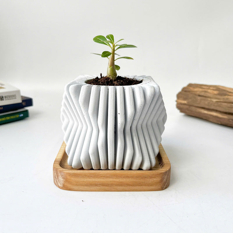 Square-Twisted Plant Pot (wooden drainage tray)